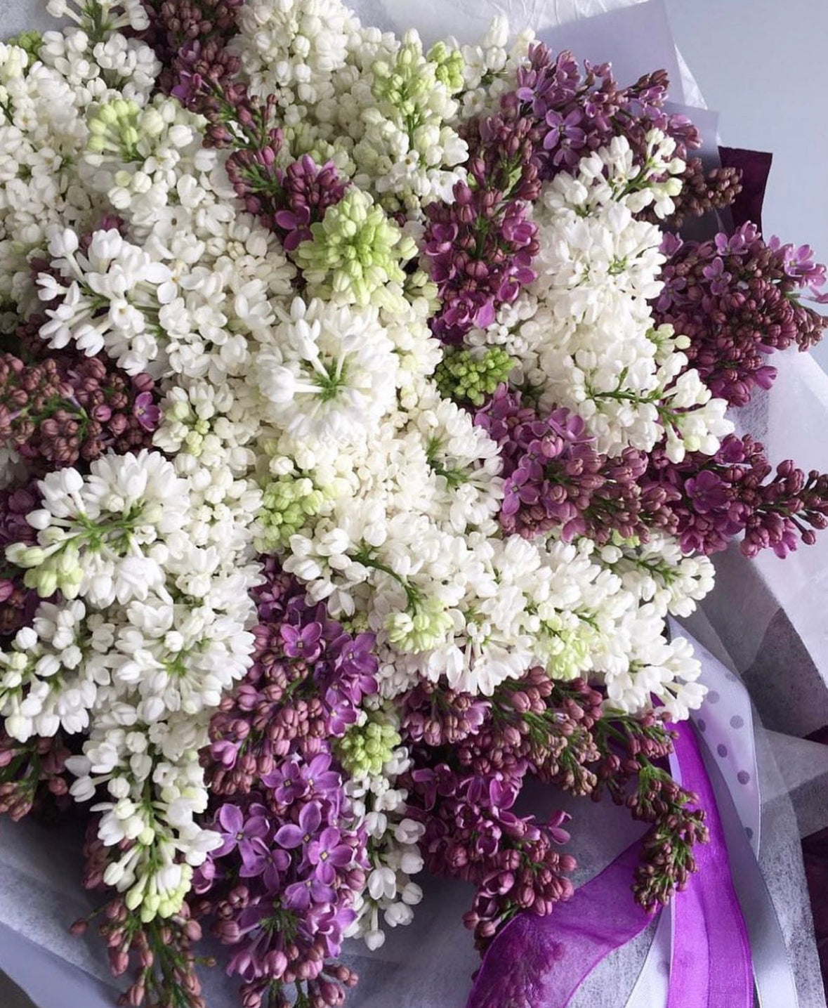 Ramo de Lilas Frescas