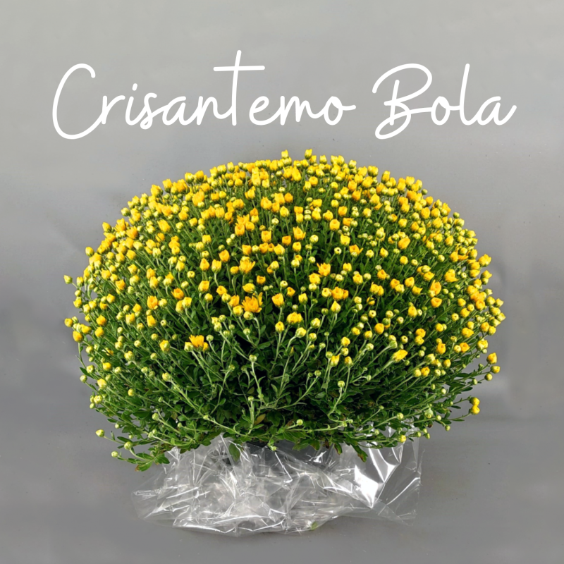 Planta Crisantemo Bola Elegante