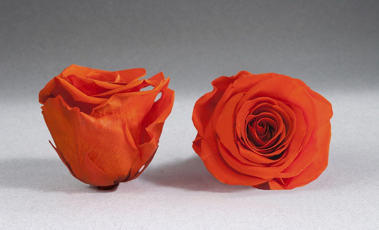 Caja Acrilica de Rosas Eternas  | The Prestige Roses - The Prestige Roses Madrid