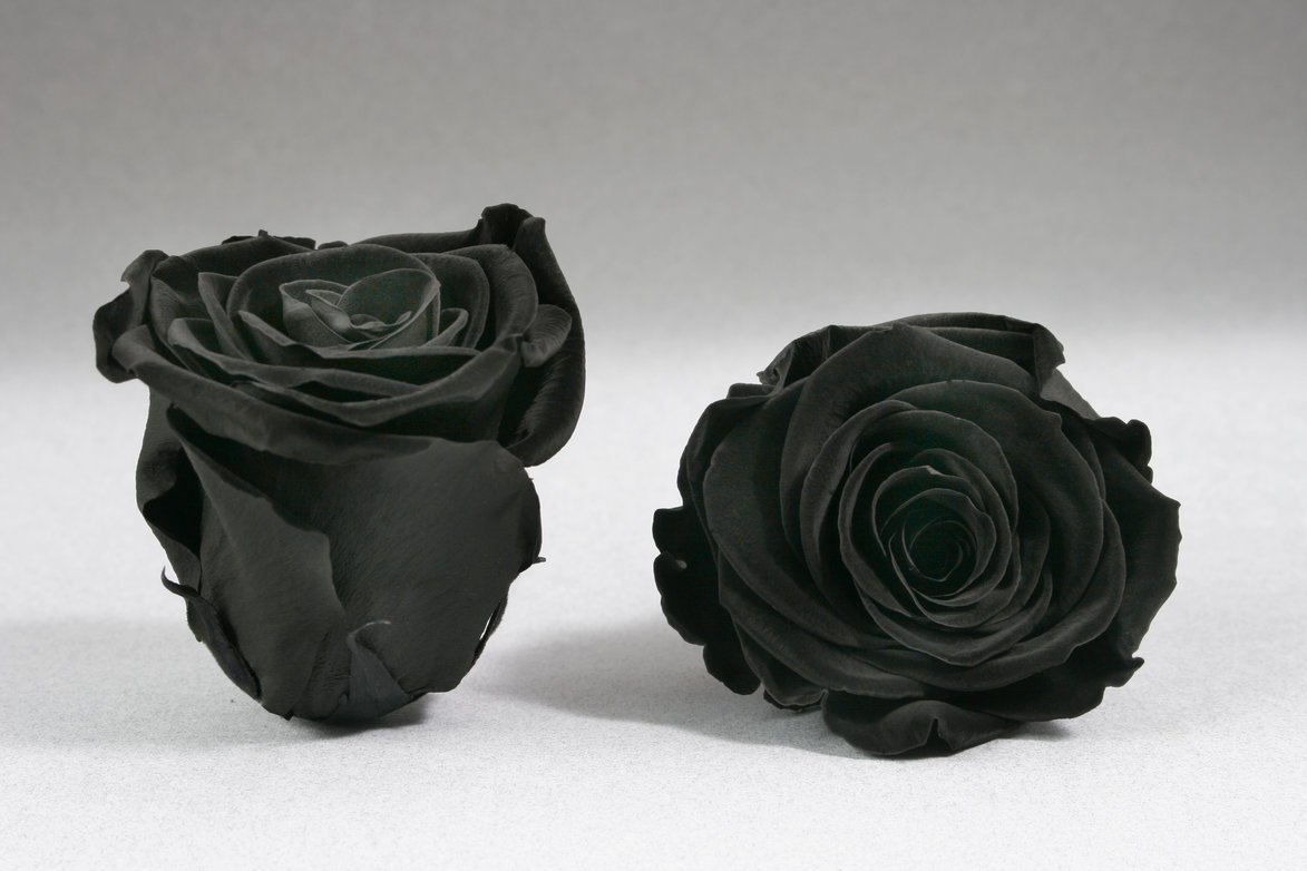 Caja Acrilica de Rosas Eternas  | The Prestige Roses - The Prestige Roses Madrid