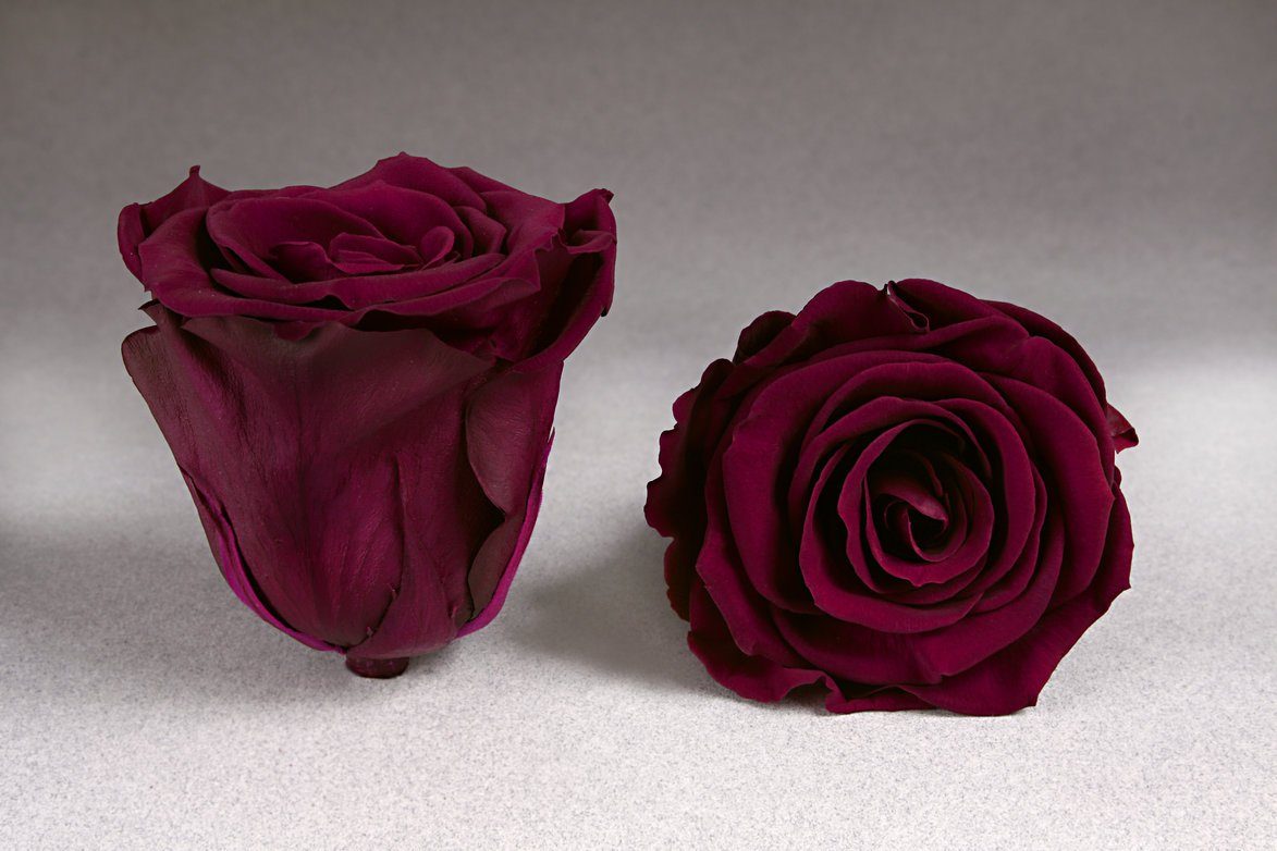 Caja Acrilica de Rosas Eternas  | The Prestige Roses - The Prestige Roses Madrid