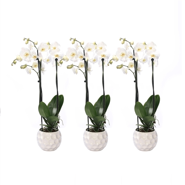 Planta Phalaenopsis Orquidea en maceta Natural - The Prestige Roses Madrid