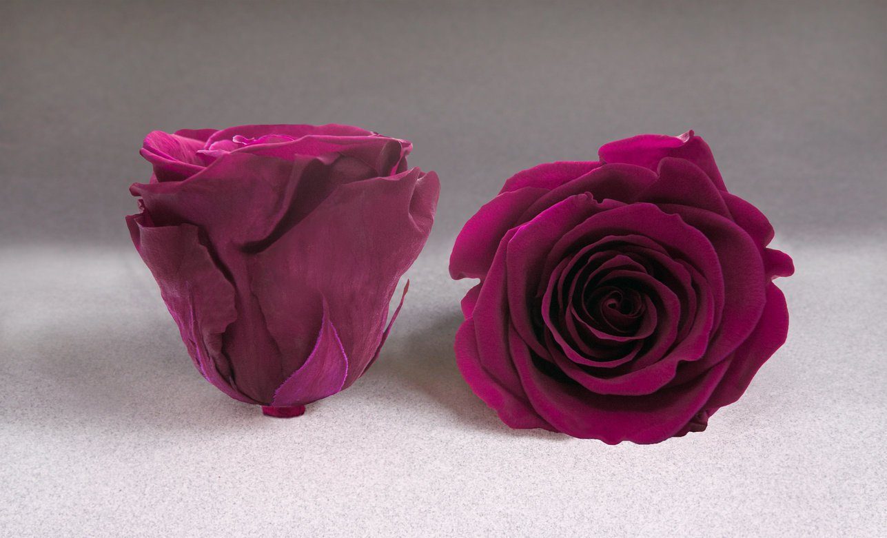 Colección Rosas Preservadas - Rosa Preservada con Tallo de 30 cm- The Prestige Roses Espana - The Prestige Roses Madrid