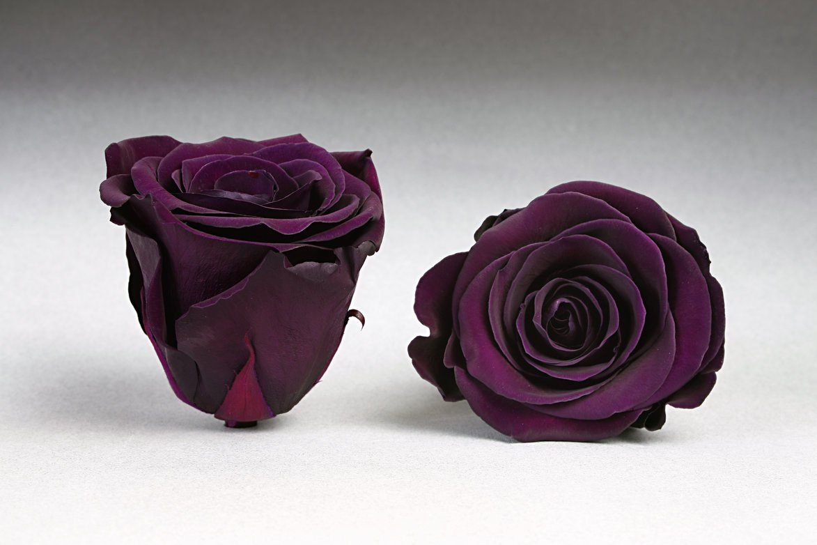 Colección Rosas Preservadas - Rosa Preservada con Tallo de 30 cm- The Prestige Roses Espana - The Prestige Roses Madrid