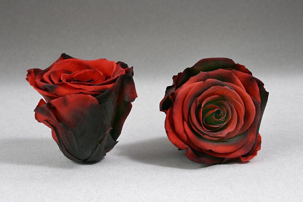 Caja Blanca Mini de Rosas Eternas Rojas | The Prestige Roses - The Prestige Roses Madrid