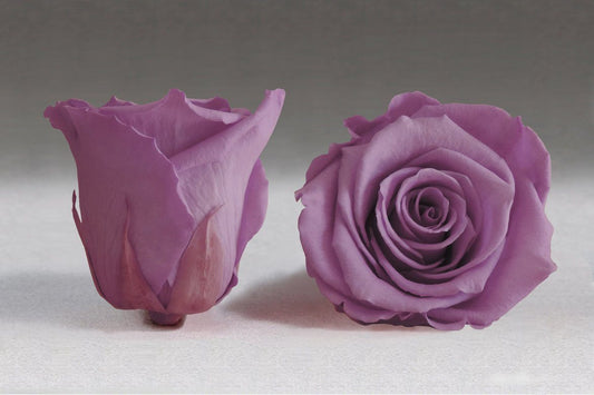 Caja Blanco Cuadrado de Rosas Frescas Morada | The Prestige Roses - The Prestige Roses Madrid