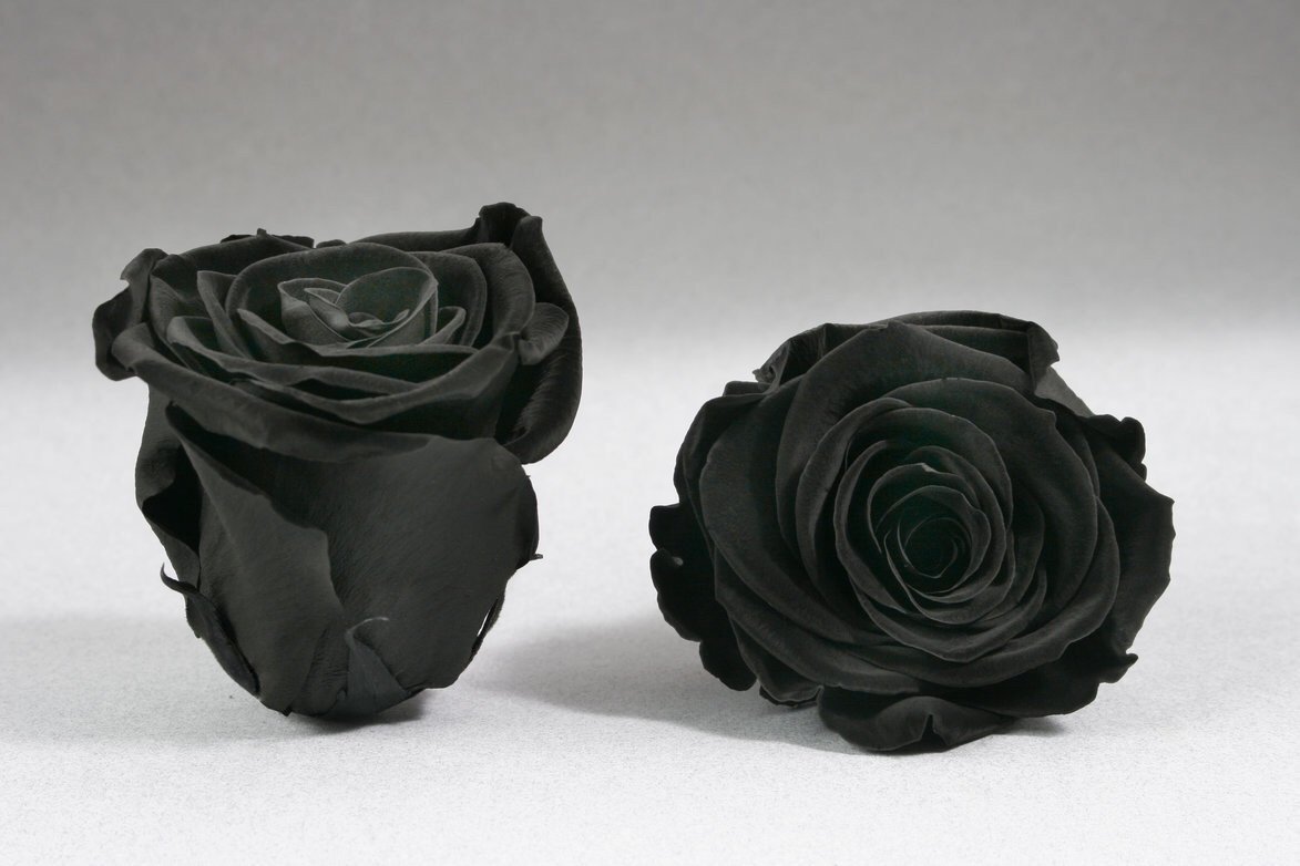 Caja Negro Grande de Rosas Frescas Negro  | The Prestige Roses - The Prestige Roses Madrid