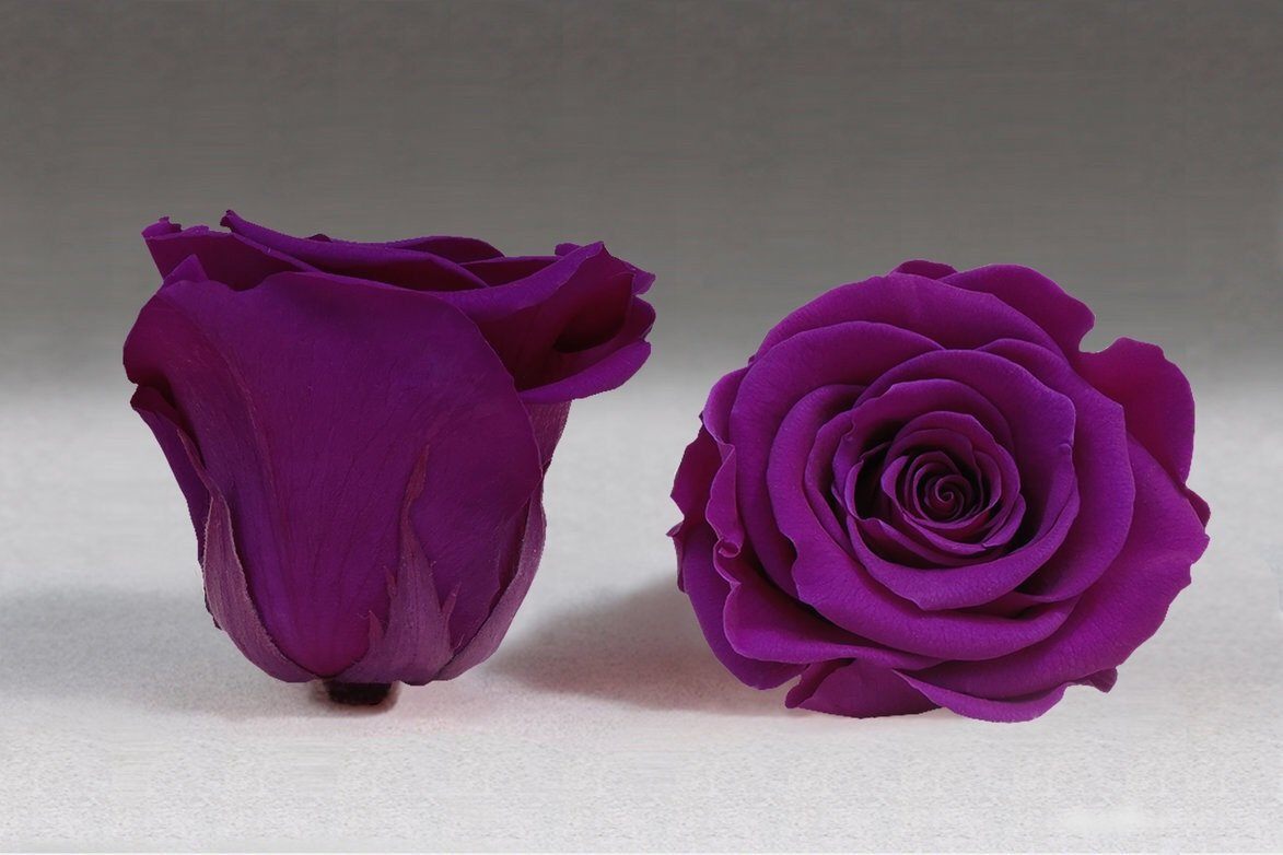 Caja Blanco Grande de Rosas Eternas Moradas | The Prestige Roses - The Prestige Roses Madrid