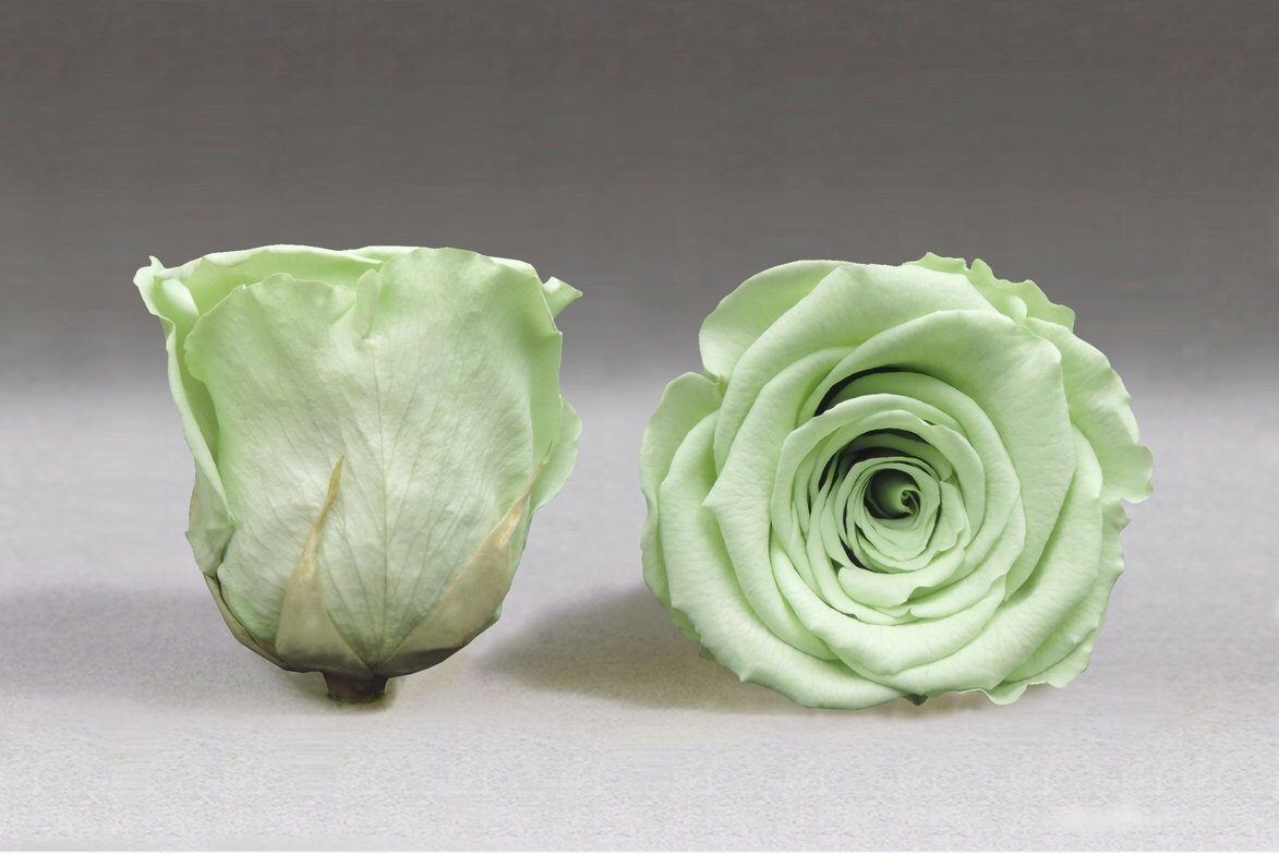 Caja Blanco Grande de Rosas Frescas Verdes  | The Prestige Roses - The Prestige Roses Madrid