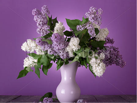 Ramo de Lilas Frescas