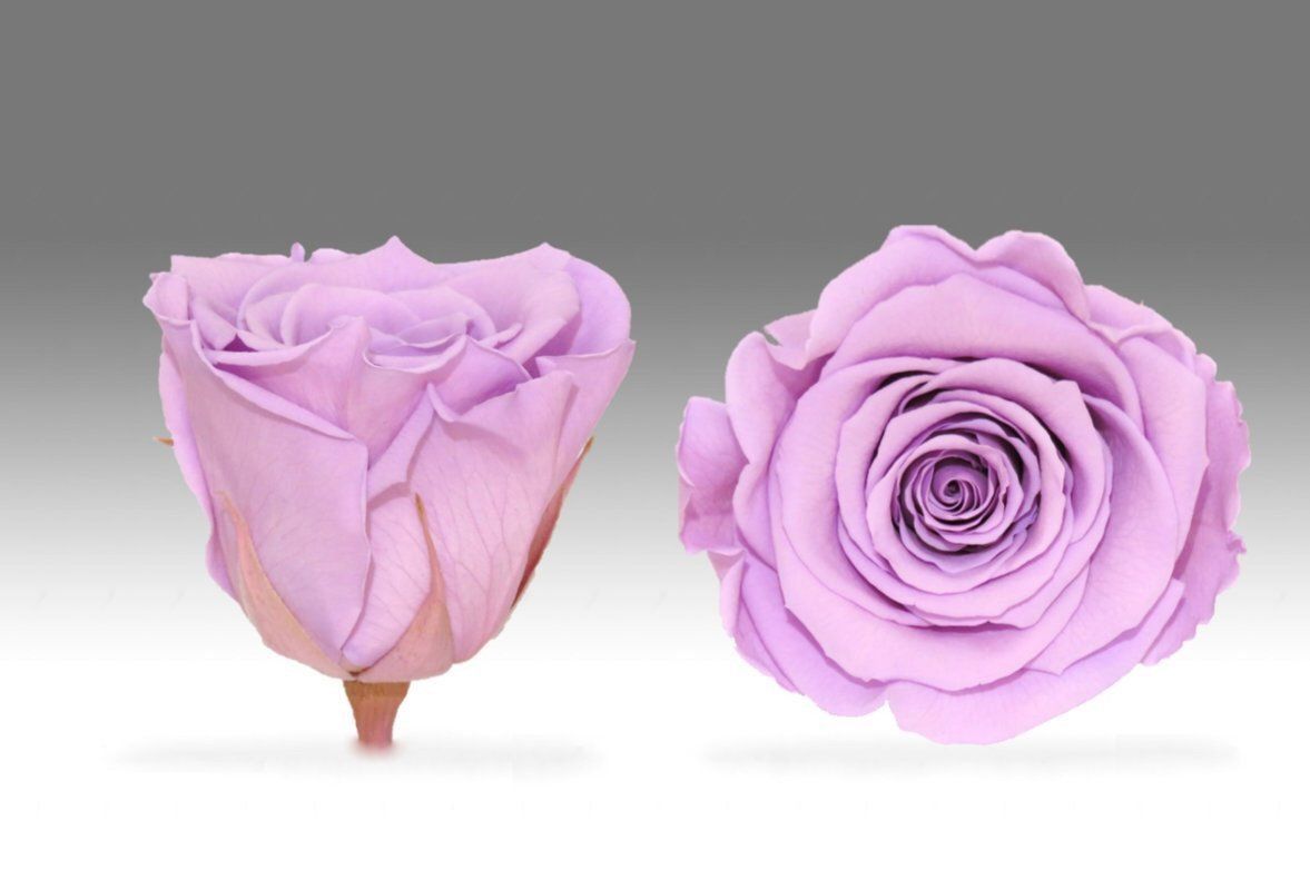 Caja Blanco Grande de Rosas Eternas Moradas | The Prestige Roses - The Prestige Roses Madrid