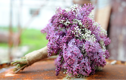 Ramo de Lilas Frescas