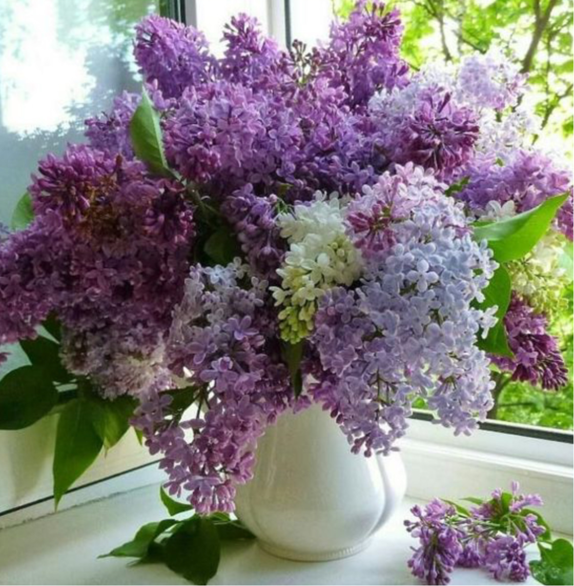 Ramo de Lilas Frescas