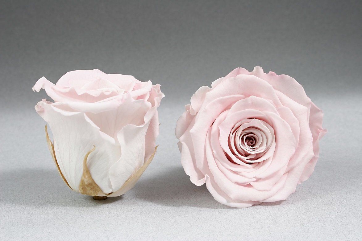 Caja Blanco Grande de Rosas Eternas Rosas | The Prestige Roses - The Prestige Roses Madrid