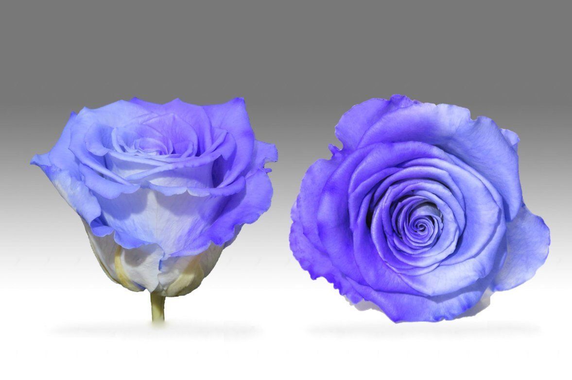 Caja Blanco Grande de Rosas Eternas Moradas | The Prestige Roses - The Prestige Roses Madrid