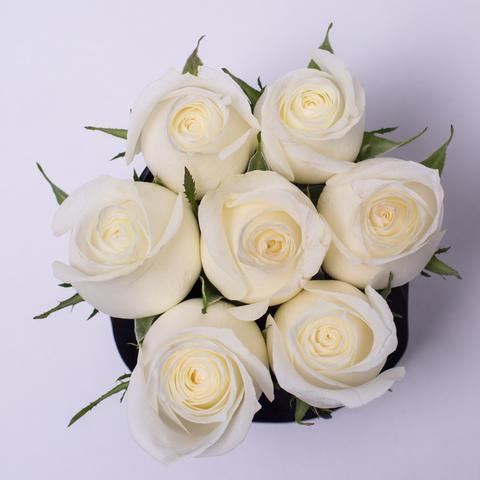 Rosas Blancas Frescas - The Prestige Roses Madrid