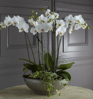 Orquídea Phalaenopsis Elegante - The Prestige Roses España