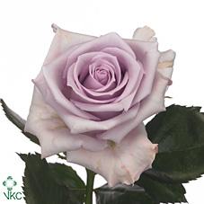 Caja Blanco Corazon de Rosas Frescas Moradas | The Prestige Roses - The Prestige Roses Madrid