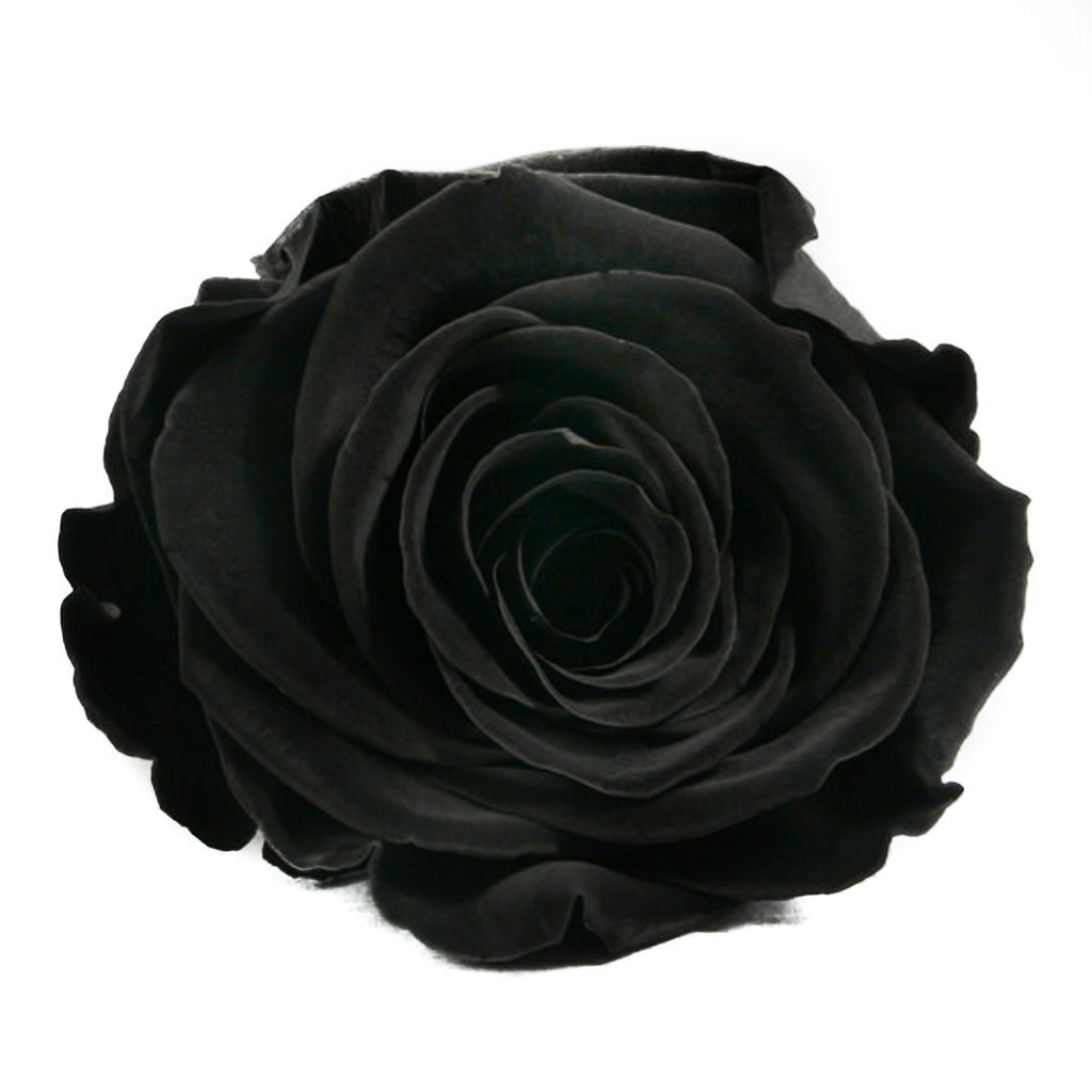 Rosas Negras Preservadas - The Prestige Roses Madrid