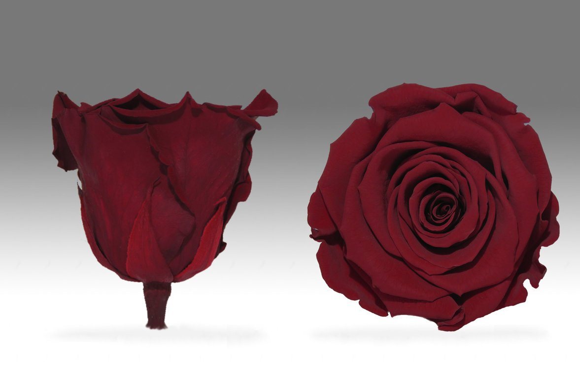 Caja Negro Mini de Rosas Eternas Rojas | The Prestige Roses - The Prestige Roses Madrid