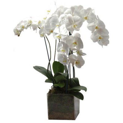 Orquídea Phalaenopsis Elegante - The Prestige Roses España